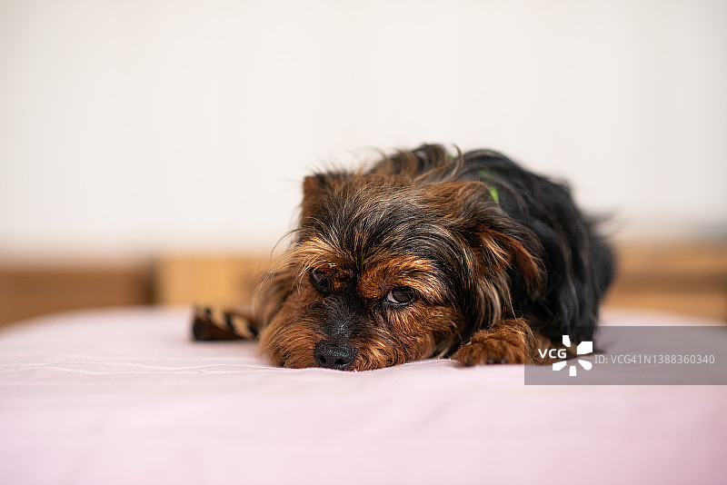 被领养的狗图片素材