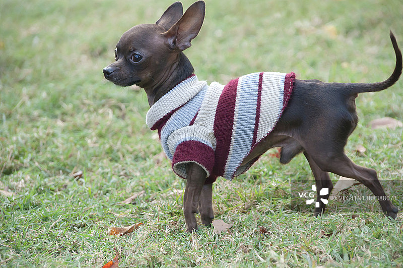吉娃娃站在公园草地上的特写图片素材