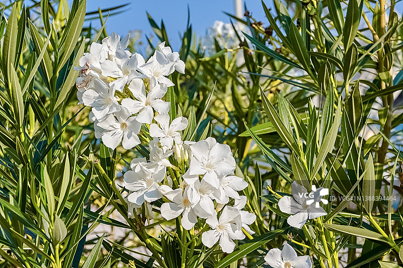 夏天盛开的白色夹竹桃花图片素材