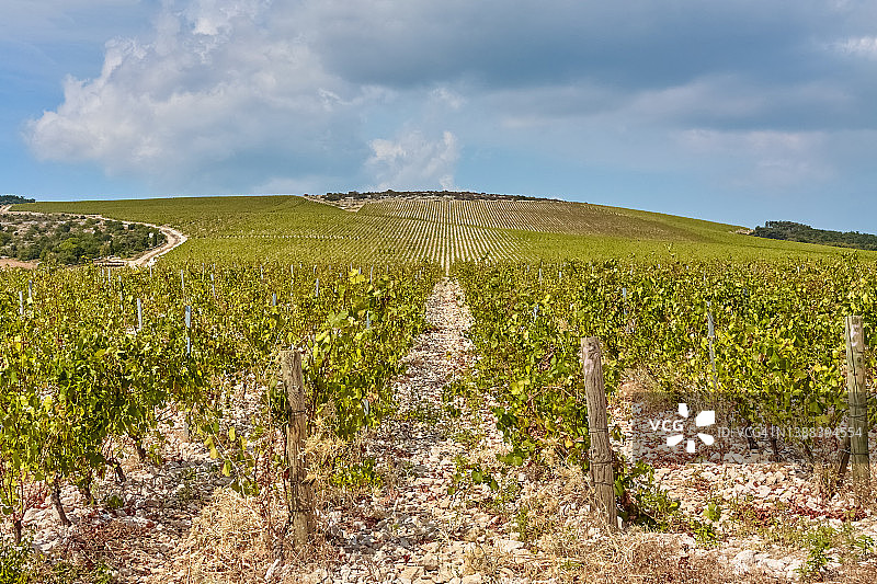 克罗地亚布拉奇岛生长的葡萄图片素材