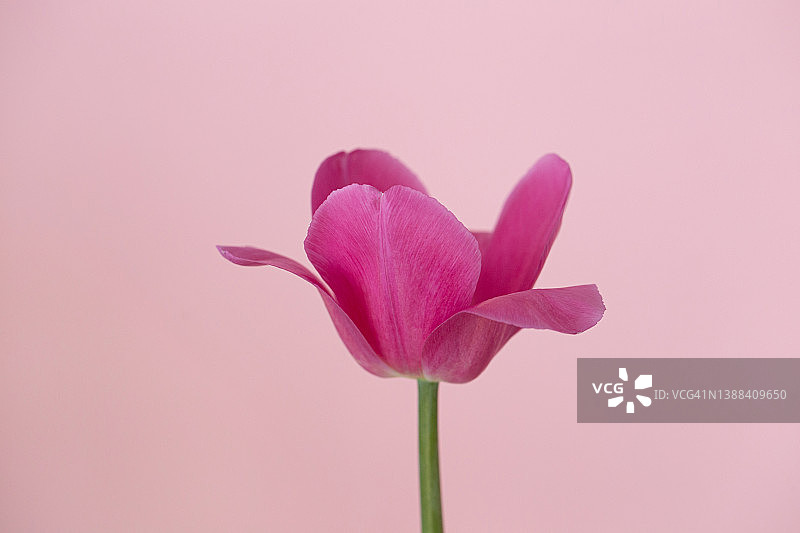 新鲜郁金香图片素材