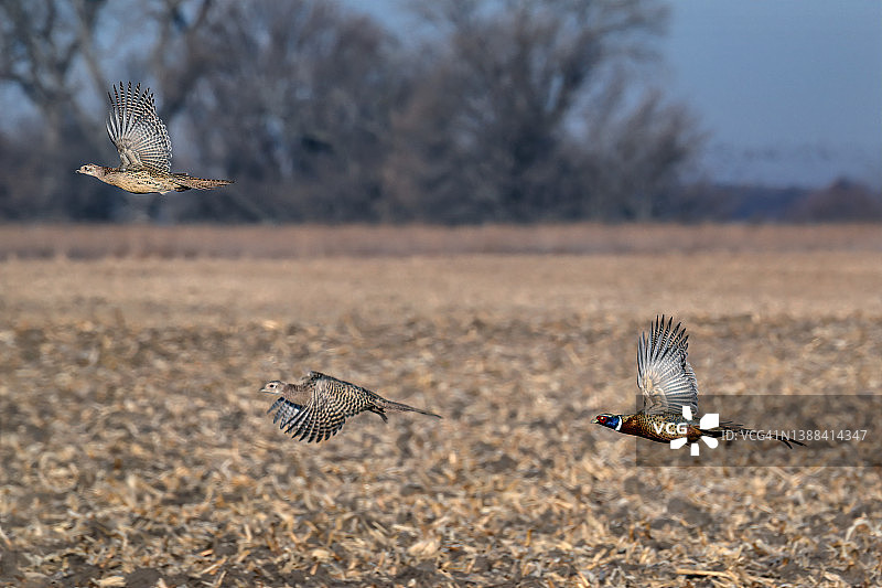 内布拉斯加州科尔尼附近飞行中的Ring-necked pheasant图片素材