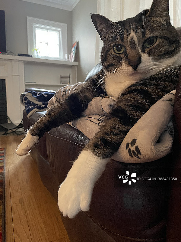 宠物猫图片素材