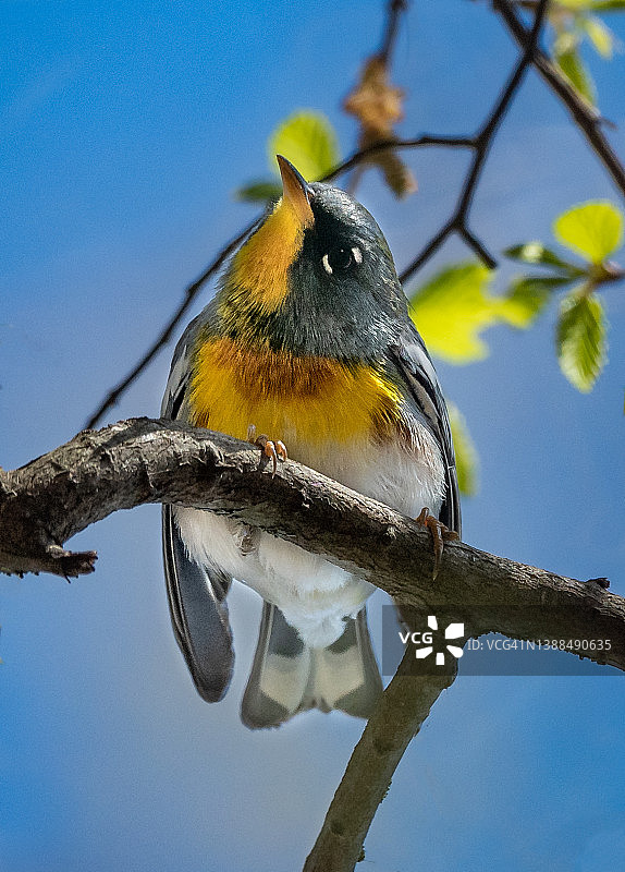 向下看的北方 Parula 蓝、黄、橙和白色鸣禽图片素材