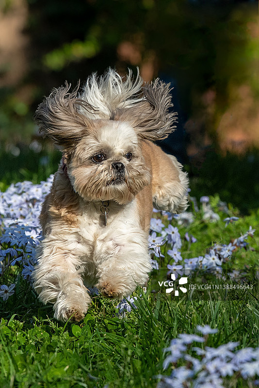 在紫色星花院子里玩耍的棕褐色和白色雄性西施犬图片素材