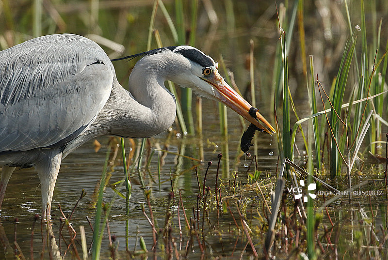 一只苍鹭抓到了一只罕见的冠 crested newt正要吃掉图片素材