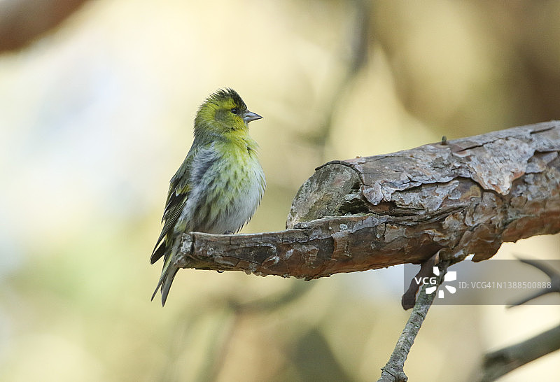 栖息在树枝上的雄性黄雀图片素材