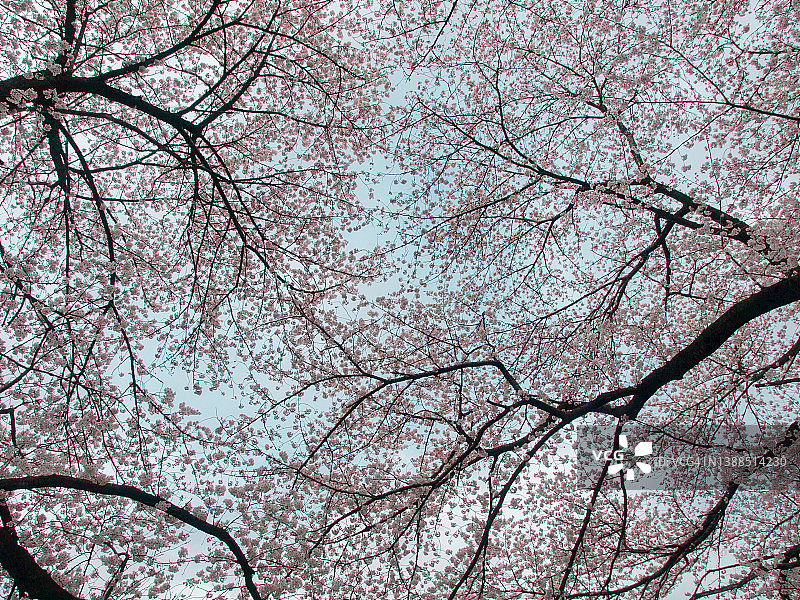 仰望盛开的樱花树图片素材