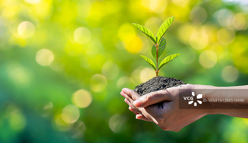世界地球日：手中生长的小树苗，绿色背景，女性在自然田野草地森林中手捧树木，环保概念图片素材