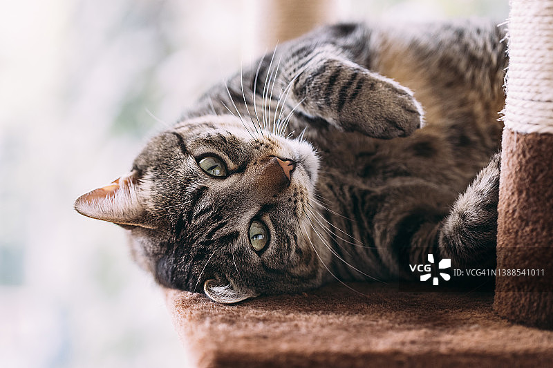 虎斑猫躺在猫抓板上看着镜头图片素材