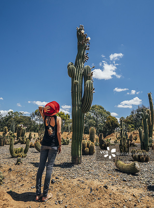 澳大利亚沙漠中仰望高大仙人掌的女人图片素材