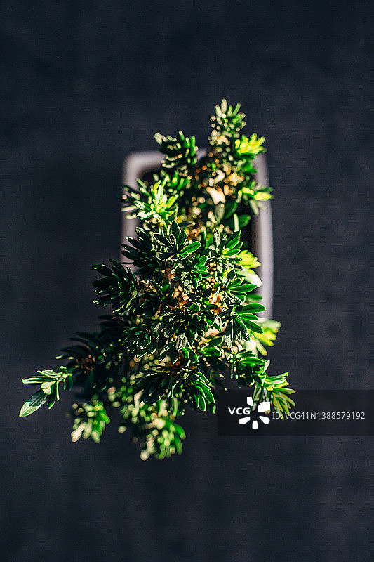 深色背景下的盆景树鸟瞰图图片素材