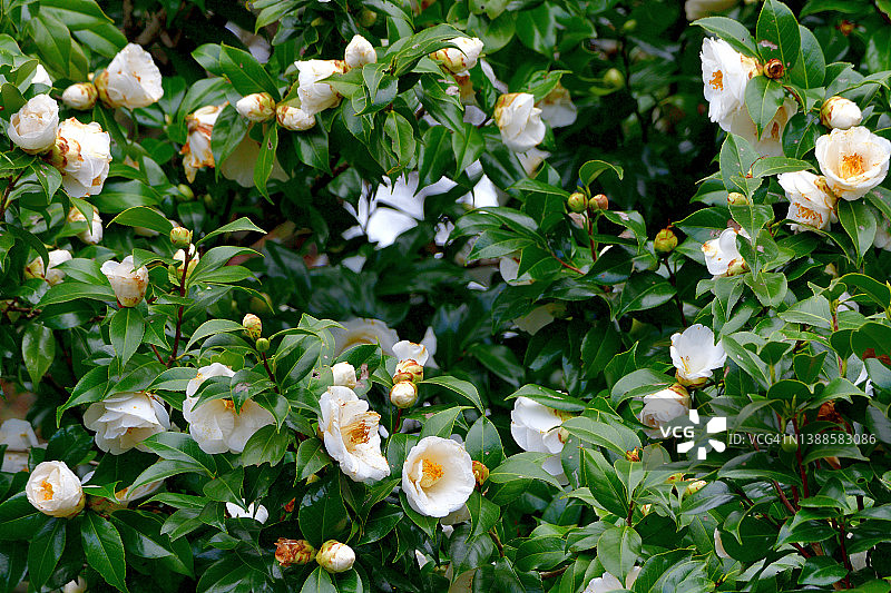 日本茶花：红、粉、白色图片素材