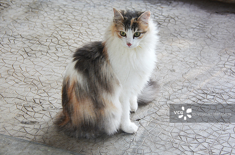 在法国阳台上的猫肖像图片素材