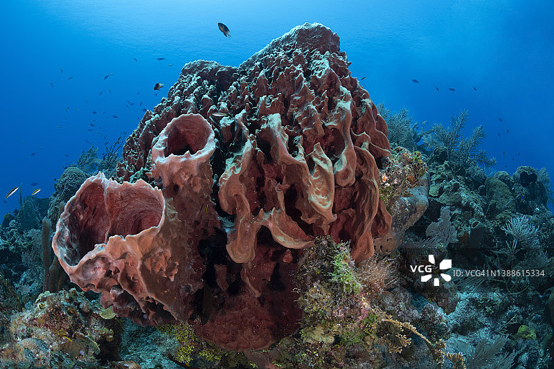 加勒比海的珊瑚礁图片素材