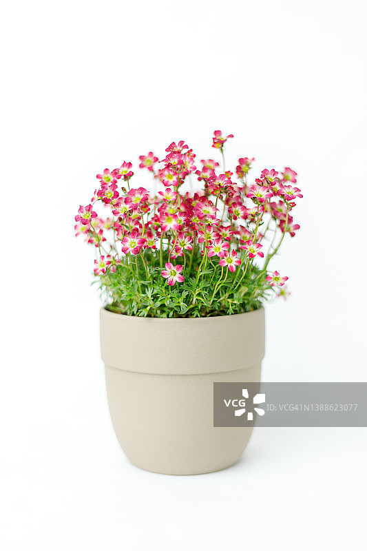 花盆里的野花（虎耳草）图片素材