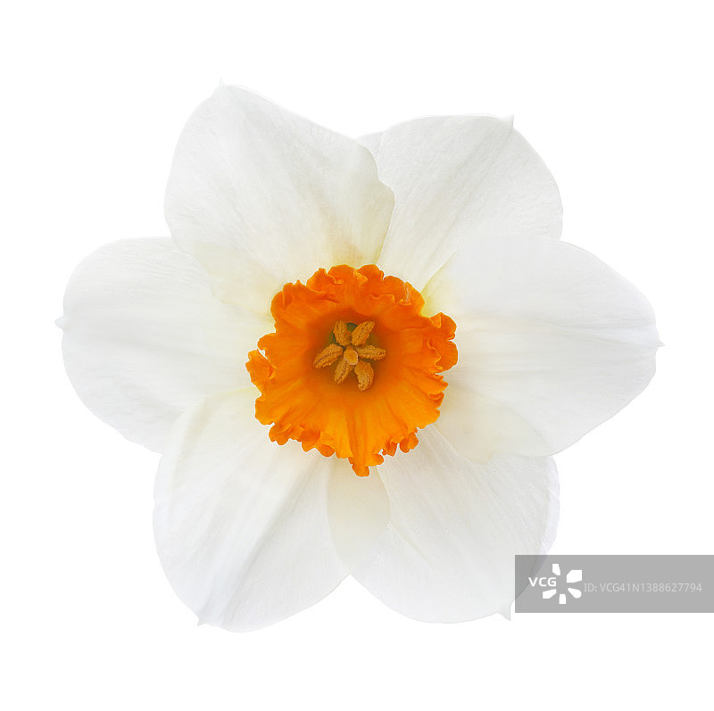 白色水仙花，橙色花心，白色背景图片素材