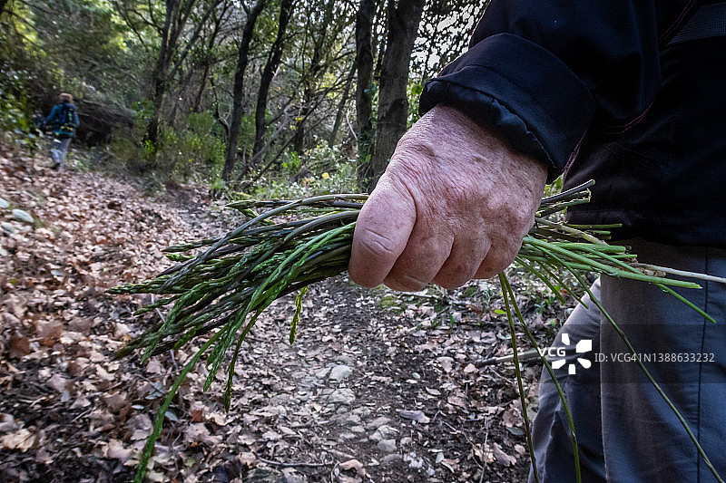利沃诺罗西尼亚诺徒步旅行,托斯卡纳 - 意大利图片素材