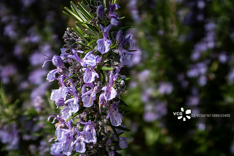 利沃诺罗西尼亚诺徒步旅行，托斯卡纳 - 意大利图片素材