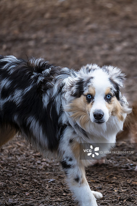 拥有迷人蓝眼睛的澳大利亚人图片素材