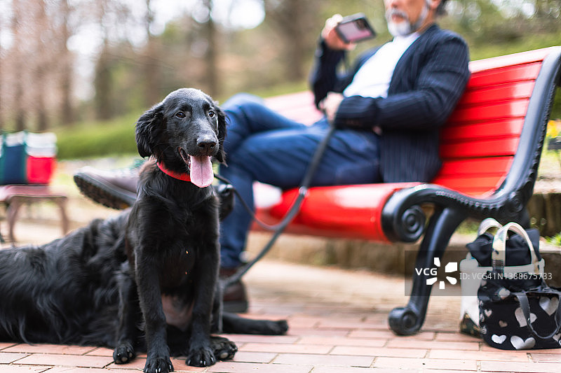 一对情侣在公园里遛狗图片素材