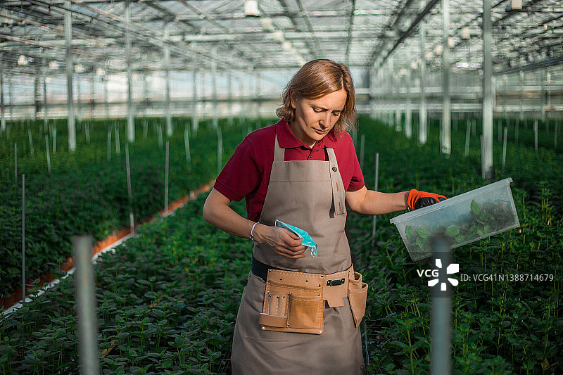 在荷兰的一家鲜花温室里的女工图片素材