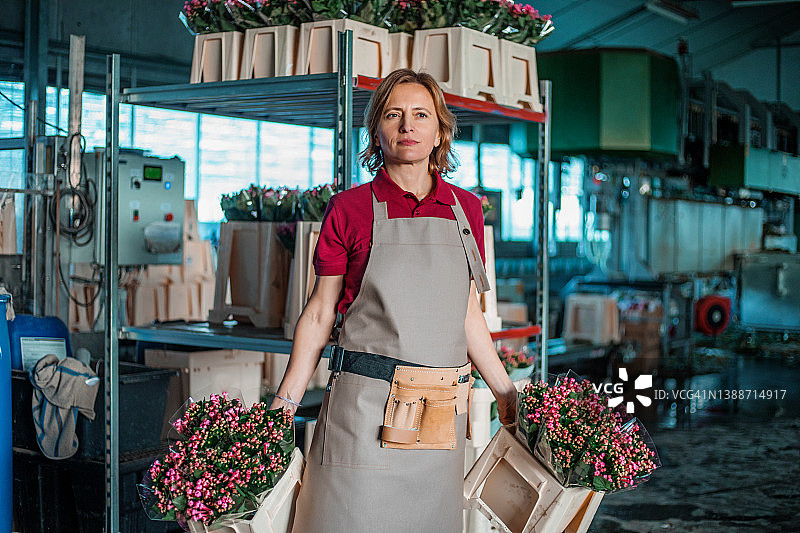 荷兰布瓦迪亚温室里的女工人图片素材