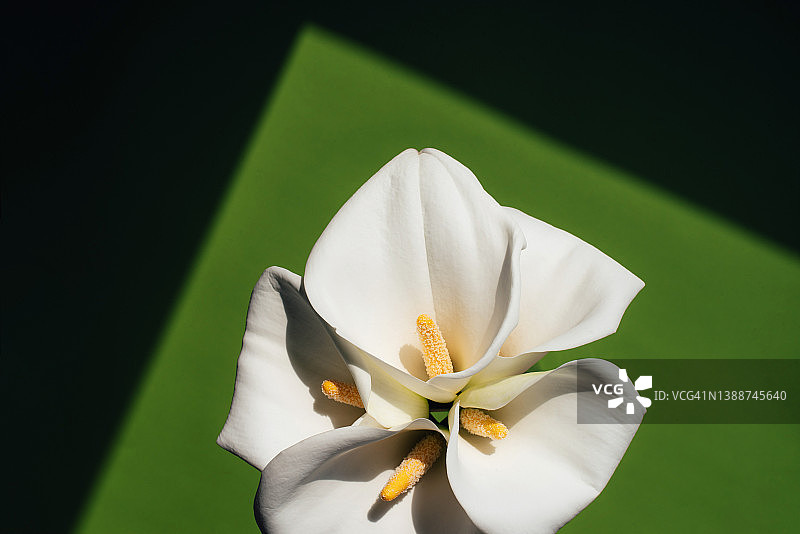 美丽的白色马蹄莲在彩色背景上图片素材