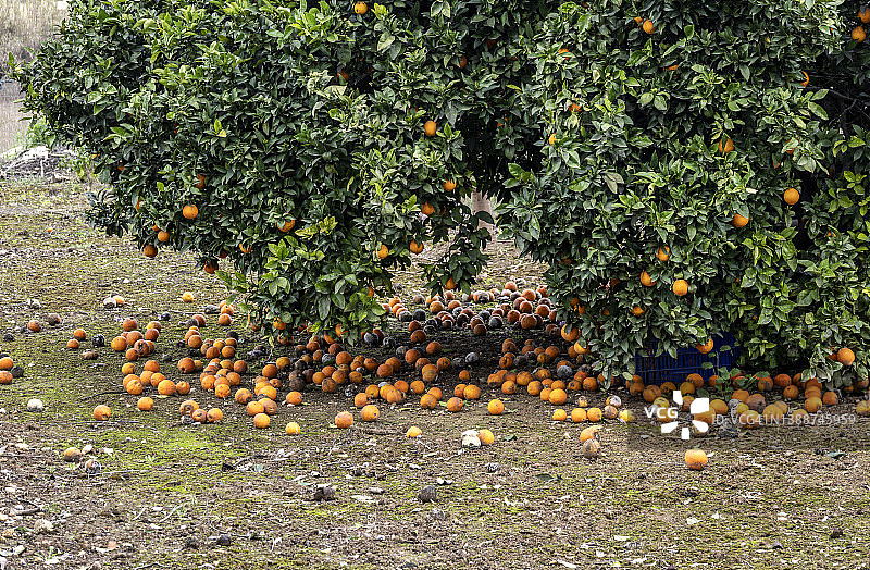橘子园的乡村风光，地上有许多橘子图片素材