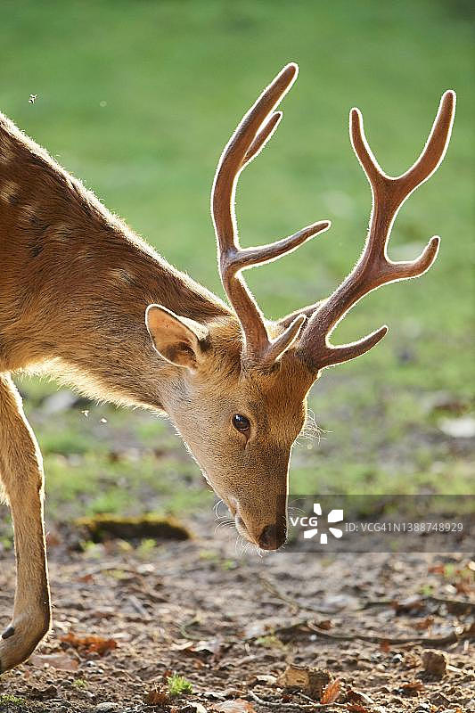 阳光下的雄性梅花鹿，德国巴伐利亚州图片素材