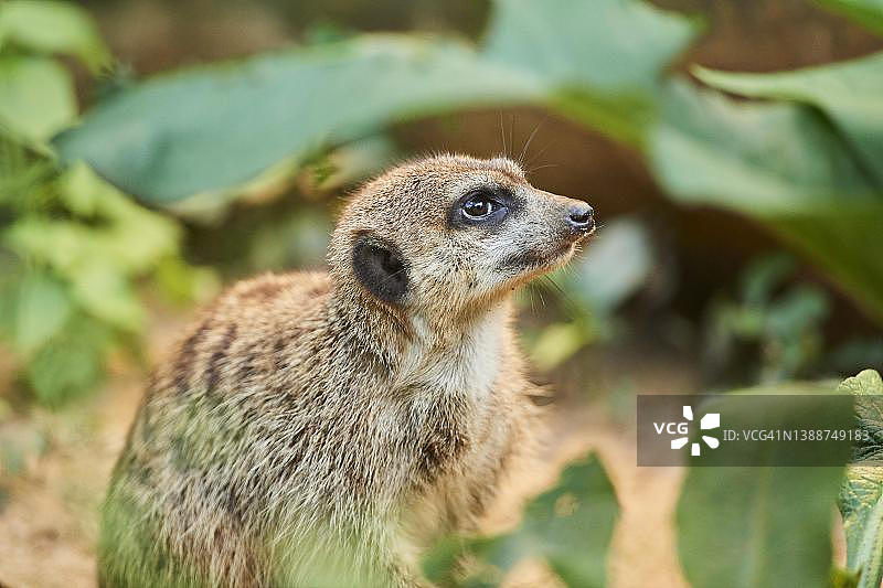 猫鼬（Suricata suricatta）特写，圈养，德国图片素材