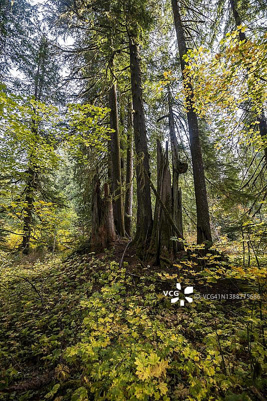 美国华盛顿州雷尼尔山国家公园：有西部红雪松的秋季森林图片素材