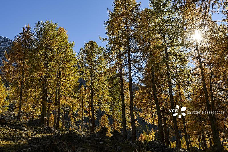 意大利南蒂罗尔马特尔山谷的秋季落叶松林图片素材