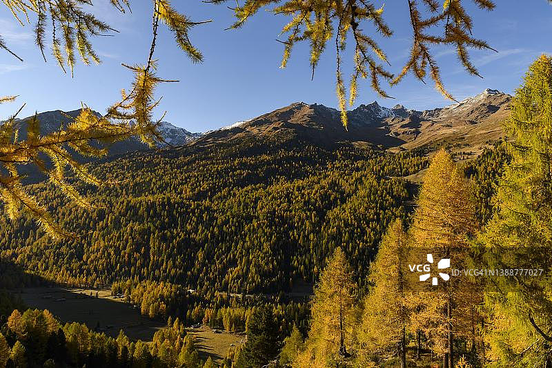 意大利南蒂罗尔马特尔山谷的秋季落叶松林图片素材