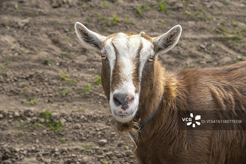 棕白色山羊直视镜头图片素材