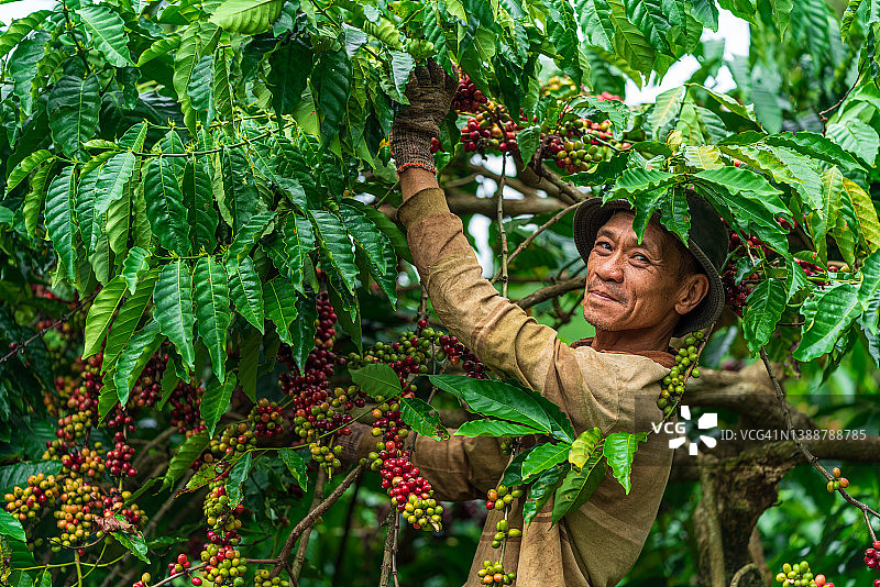 咖啡采摘 - 咖啡成熟 - 8K分辨率图片素材