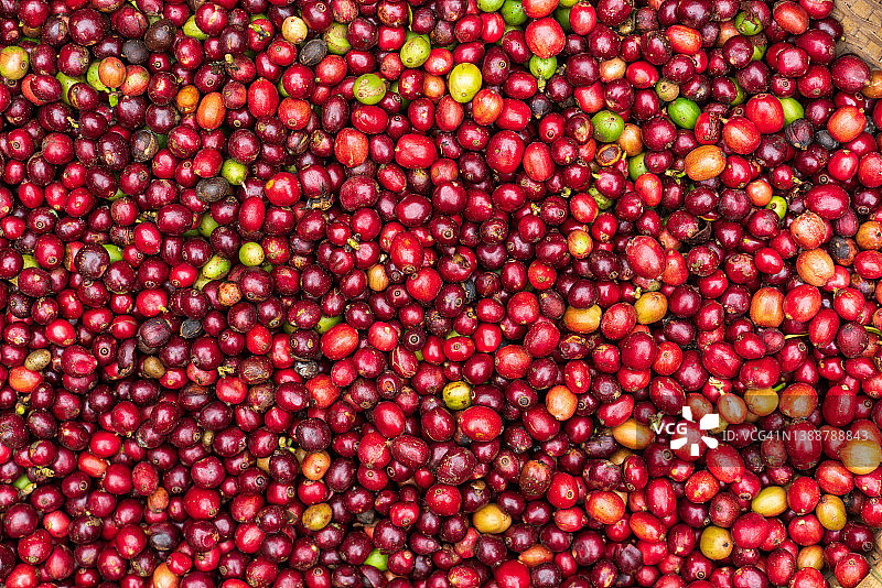 咖啡豆 - 咖啡樱桃豆 - 8K分辨率图片素材