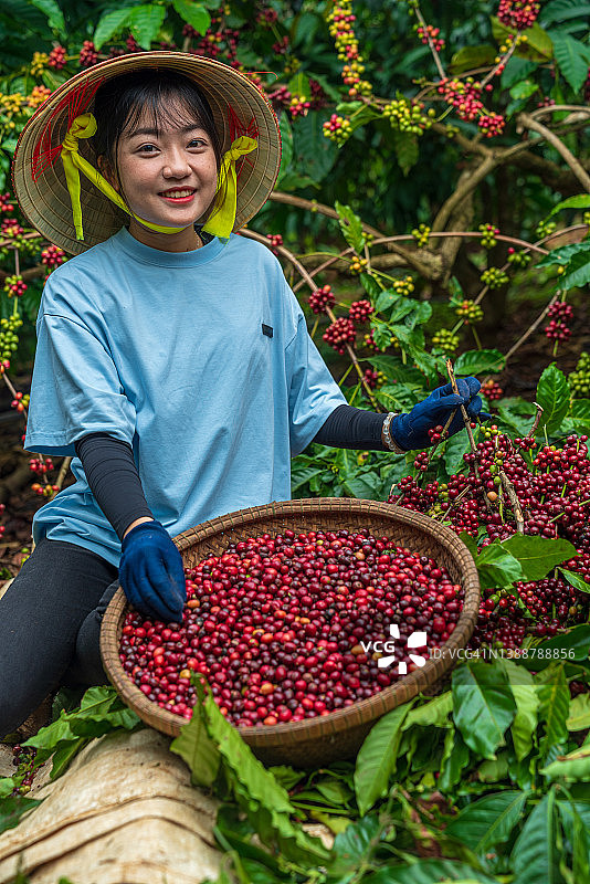 咖啡采摘 - 咖啡成熟 - 8K分辨率图片素材