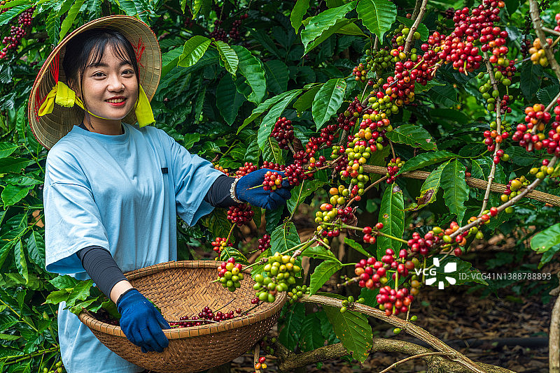 咖啡采摘 - 咖啡成熟 - 8K分辨率图片素材