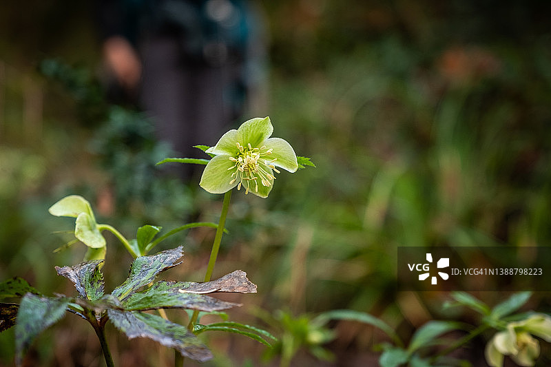 意大利托斯卡纳利沃诺图片素材