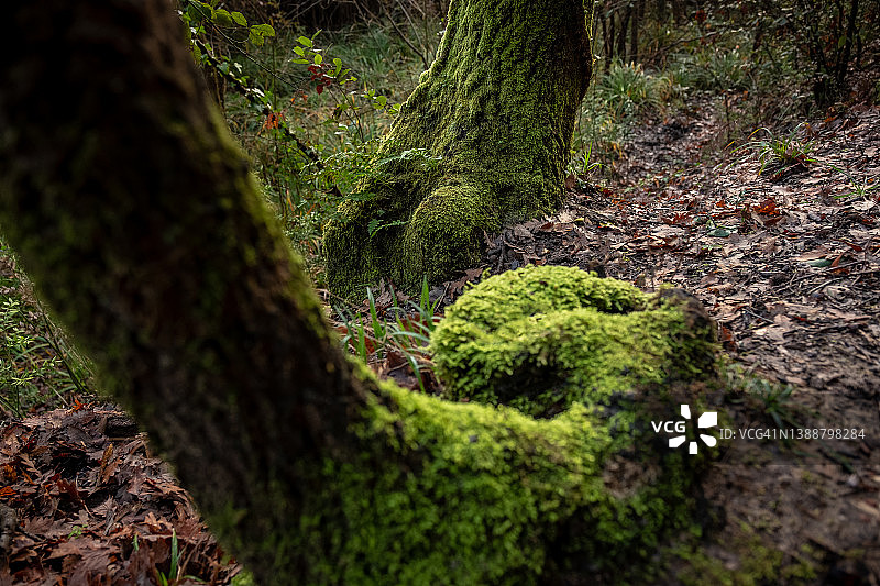 意大利托斯卡纳利沃诺图片素材