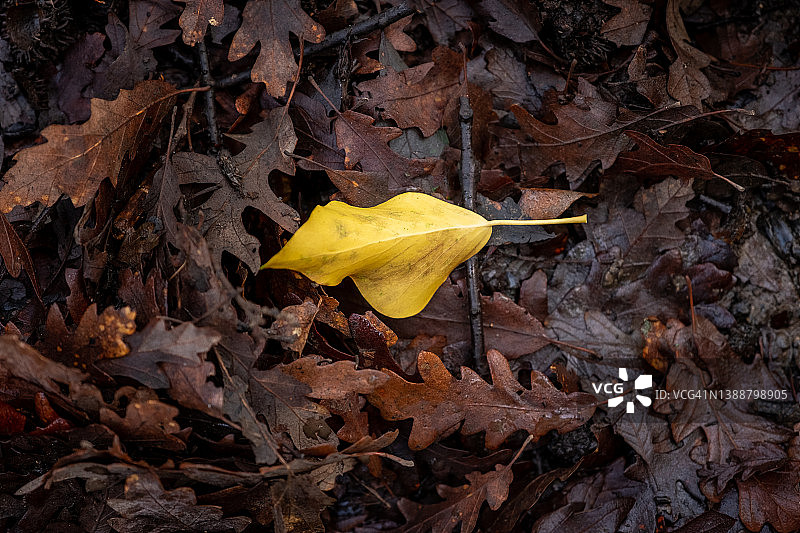 意大利托斯卡纳利沃诺图片素材