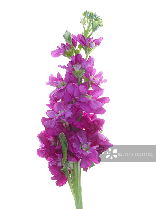 粉色紫罗兰花，白色背景图片素材