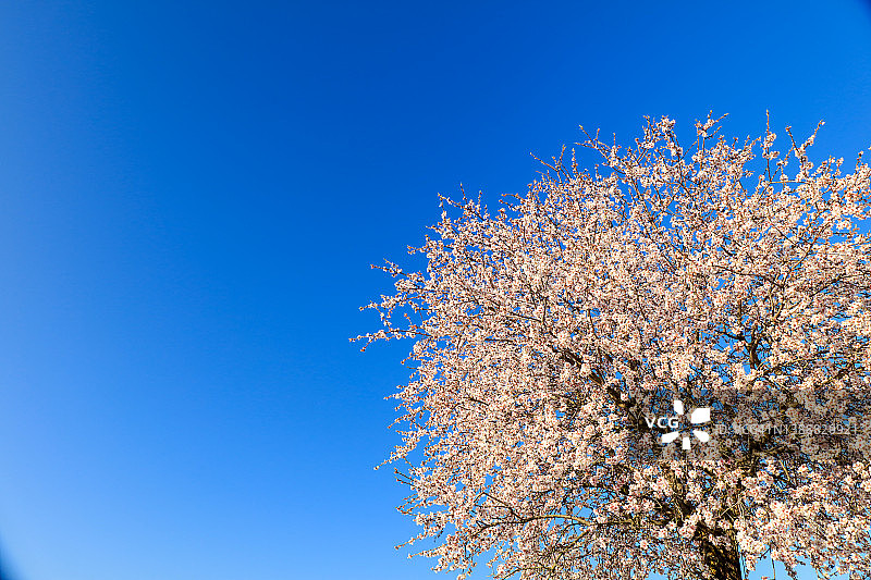蓝天下春天里盛开的樱花树图片素材