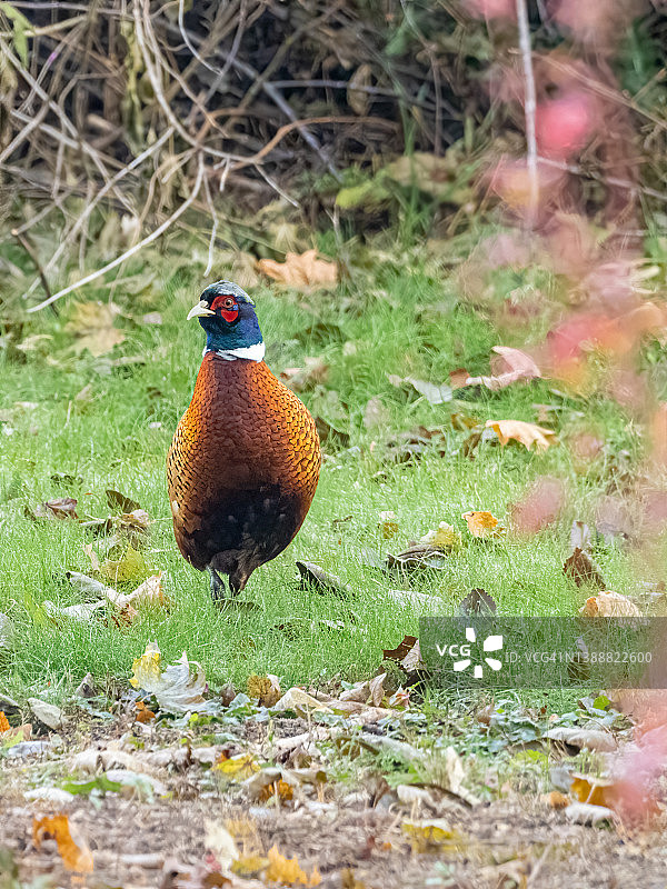 环颈雉图片素材