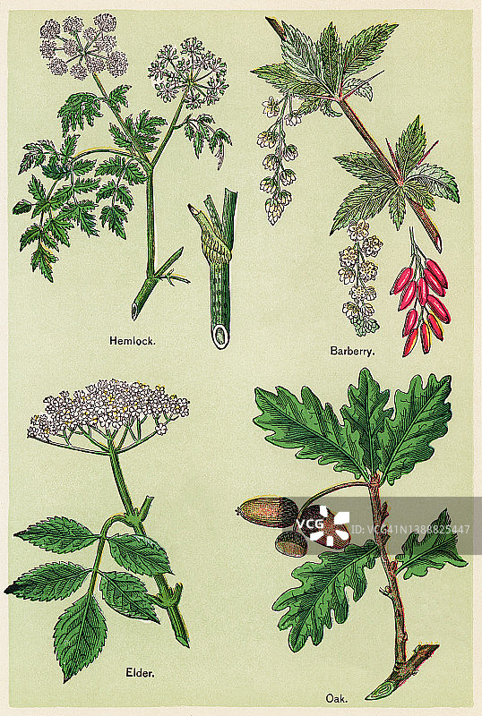 古老的药用植物彩色石印插图图片素材