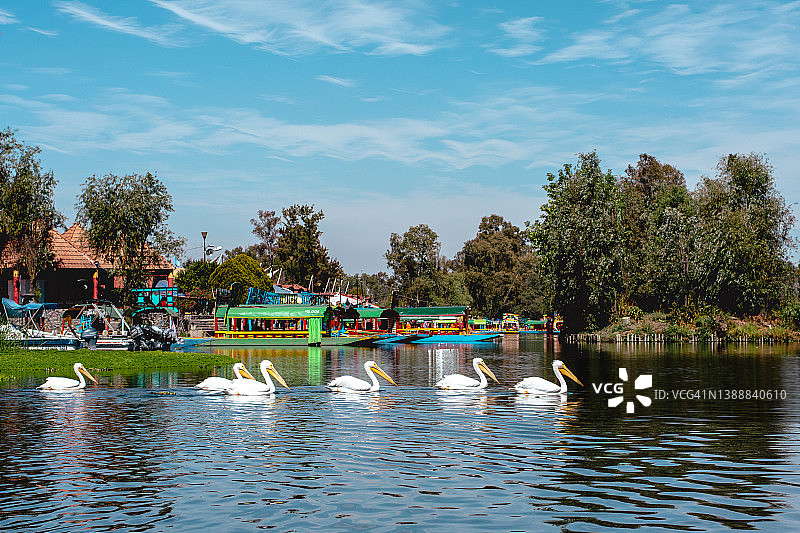 霍奇米尔科运河中的一排鹈鹕图片素材