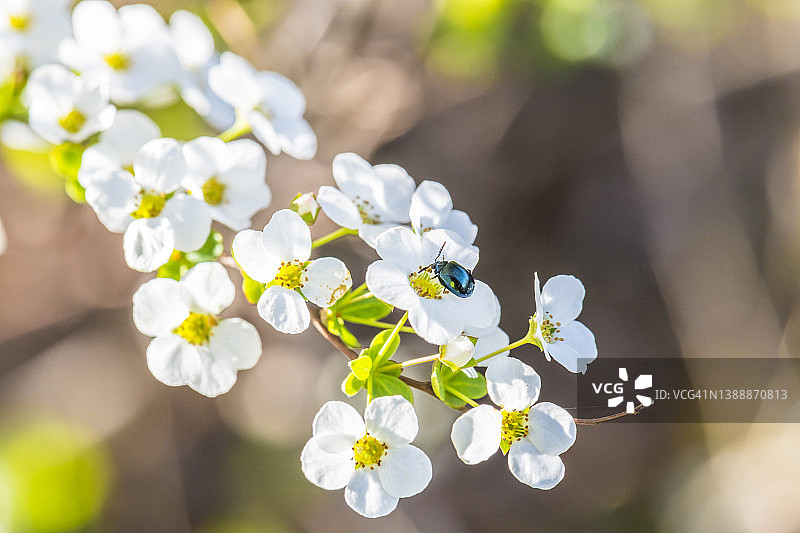 珍珠绣线菊上的小甲虫图片素材