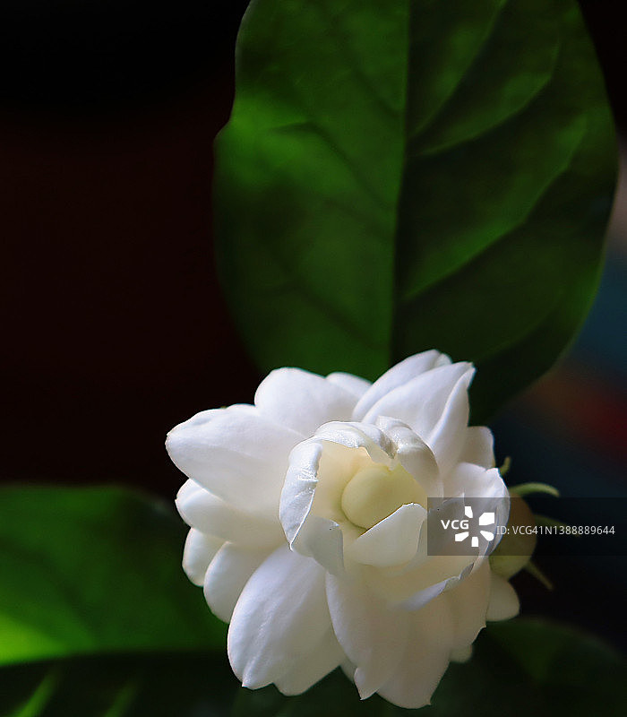 茉莉花／阳台花园图片素材