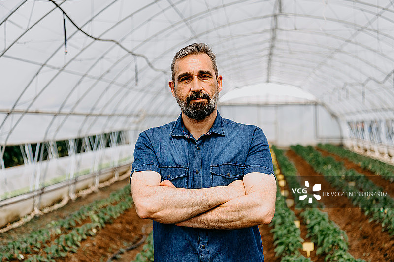 年长的男人在辣椒温室工作图片素材